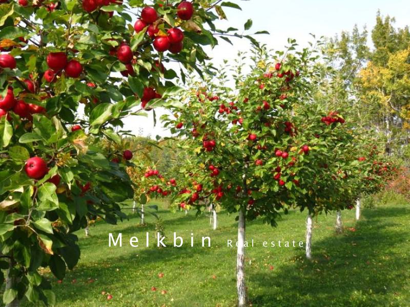 کاشت درخت سیب در شهریار
